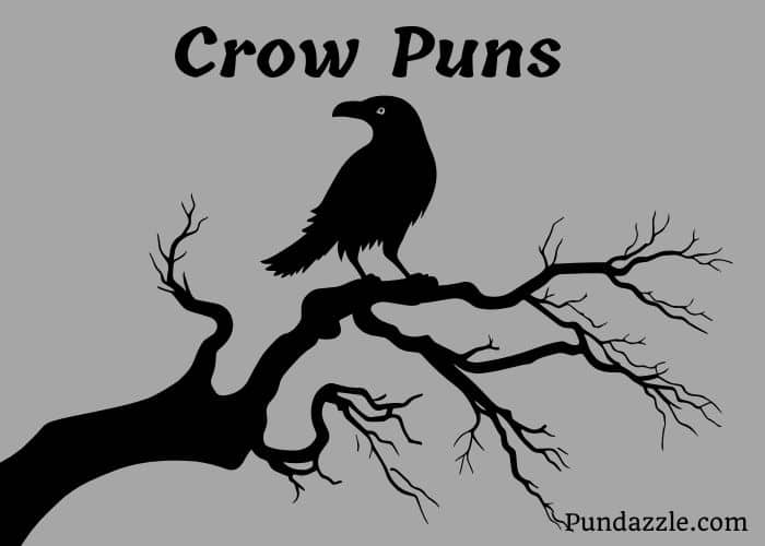 210 Hilarious Crow Puns To Spruce Up Your Conversations