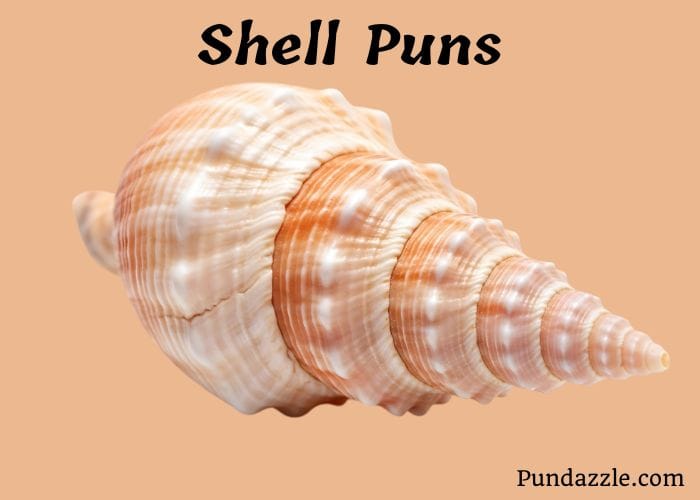 88 Shell Puns And Jokes For A Shell Of A Time